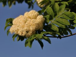 Sorbus aucuparia